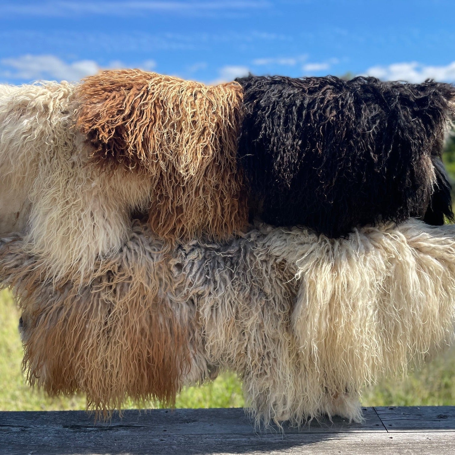 Icelandic Sheepskins